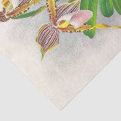 Cypripedium Praestans (Orchideeën) van Jean Linden Tissuepapier (Detail)
