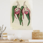 Cypripedium Schroderae Orchid Poster (Keuken)