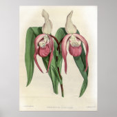 Cypripedium Schroderae Orchid Poster (Voorkant)