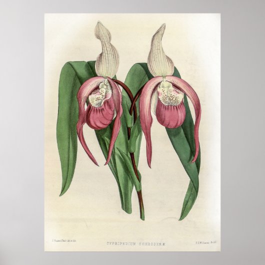 Cypripedium Schroderae Orchid Poster (Voorkant)
