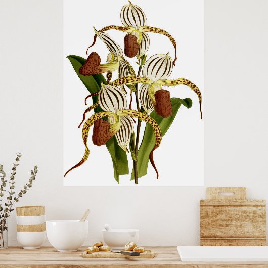  Cypripedium Stonei Orchidee Flower Poster (Keuken)