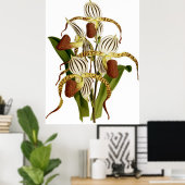  Cypripedium Stonei Orchidee Flower Poster (Thuiskantoor)