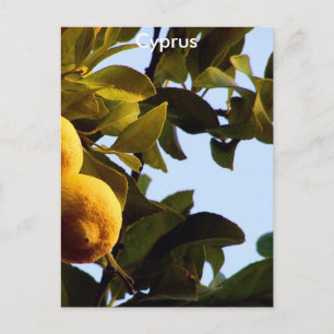 Cyprus Lemon Grove Briefkaart