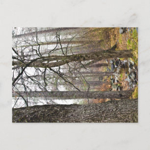 Cyprus natuur landschap Troodos bos bruine bomen Briefkaart
