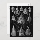 Cyrtoidea Briefkaart (Voorkant / Achterkant)