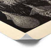 Cyrtoidea Color Ernst Haeckel Print (Hoek)