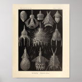  Cyrtoidea Color Ernst Haeckel Print (Voorkant)