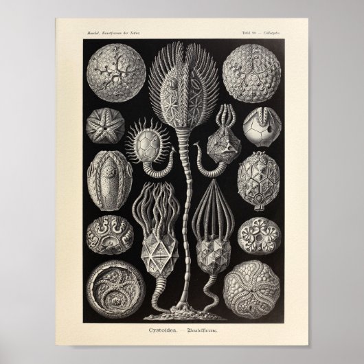 Cystoidea Ernst Haeckel Art Print (Voorkant)