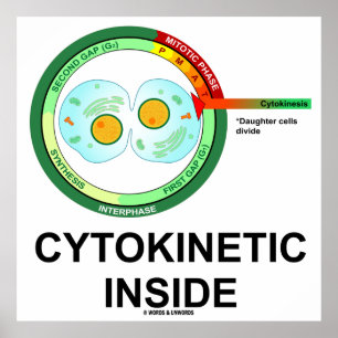 Cytokinetisch Inside (Cytoplasmadivisie Mitose) Poster