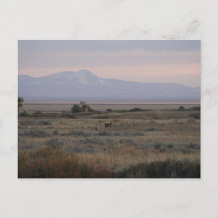 D10 Witstaarthinden Sweet en Grass Hills Briefkaart