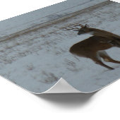 D11 Witstaartduikboot in sneeuw Poster (Hoek)