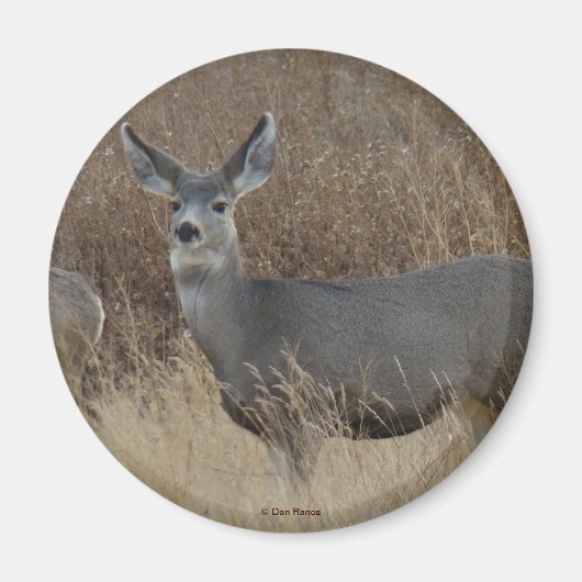 D14 Mule Deer Doe Magneet (Voorkant)