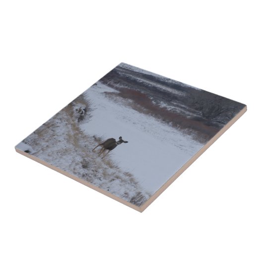 D16 Mule Deer Doe in de vallei Tegeltje (Zijkant)