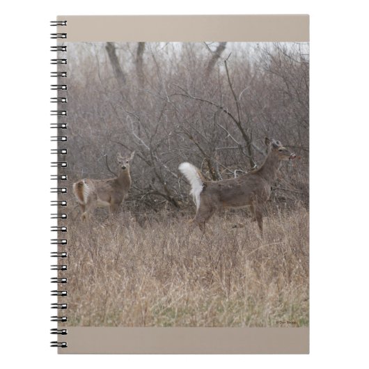 D1 Witstaartdeer Spring Bucks in penseel Notitieboek (Voorkant)