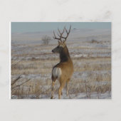 D20 Mule Deer Buck in sneeuw Briefkaart (Voorkant)
