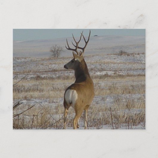 D20 Mule Deer Buck in sneeuw Briefkaart (Voorkant)