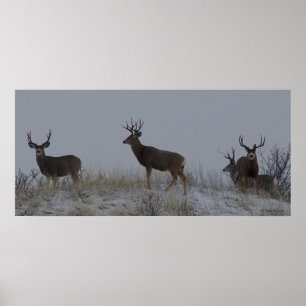 D21 Mule Deer Bucks Poster