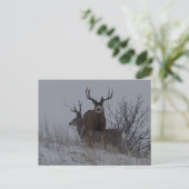 D21b Mule Deer Briefkaart (Staand voorkant)