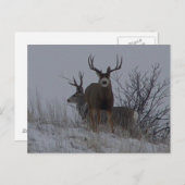 D21b Mule Deer Briefkaart (Voorkant / Achterkant)