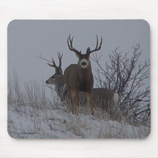 D21b Mule Deer Bucks Muismat (Voorkant)