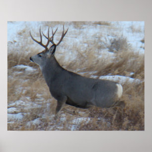 D28 Mule Deer Buck aan de slag Poster