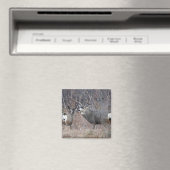 D29 Muildier Magneet (Insitu (Vaatwasser))