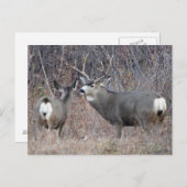 D29 Mule Deer Buck en Doe Briefkaart (Voorkant / Achterkant)