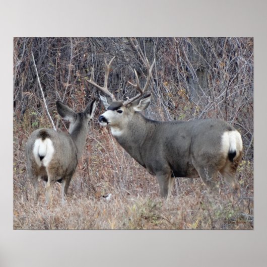 D29 Mule Deer Buck en Doe Poster (Voorkant)