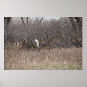 D2 Witstaartroep Deer Spring Bucks in Cottonwood Poster