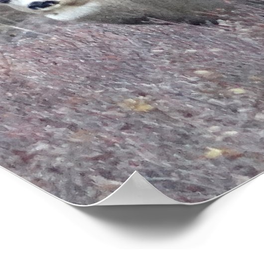 D32 Mule Deer Buck Poster (Hoek)