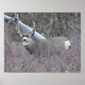 D32 Mule Deer Buck Poster (Voorkant)