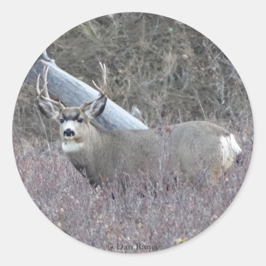 D32 Mule Deer Buck Ronde Sticker (Voorkant)