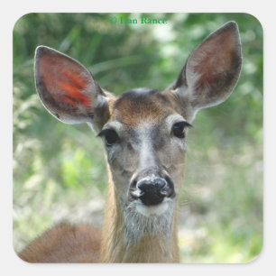D33 Autocollant à queue blanche de Deer Doe