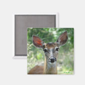 D33 Witstaart Herten Doe magneet (Voorkant / Achterkant)