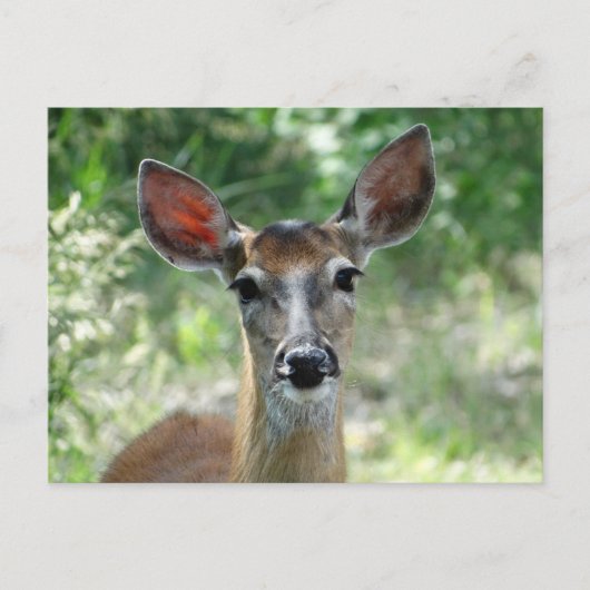 D33 Witstaarthert Doe Briefkaart (Voorkant)