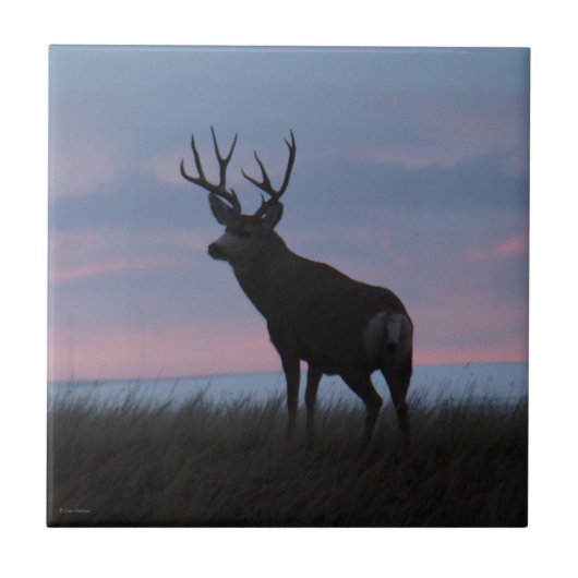 D3 Mule Deer Sunrise Buck Tegeltje (Voorkant)