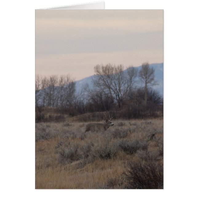 D4 Mule Deer Buck en Sweet Grass Hills (Voorkant)