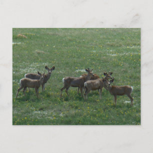 D7 Mule Deer bokken in de lente Briefkaart
