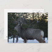 D8 Mule Deer Buck Briefkaart (Voorkant / Achterkant)