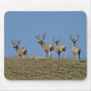 D9 Mule Deer Bucks in Velvet Muismat