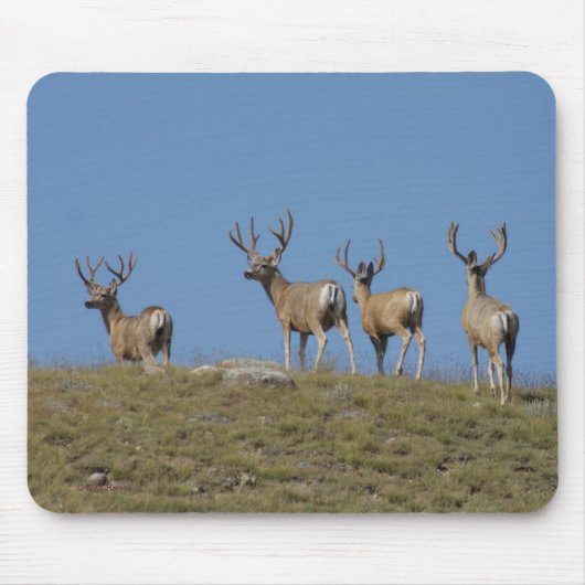 D9 Mule Deer Bucks in Velvet Muismat (Voorkant)