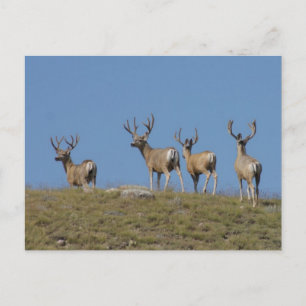 D9 Mule Deer Bucks in Velvet Sky Briefkaart