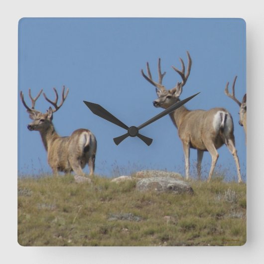 D9 Mule Deer Bucks in Velvet Sky Vierkante Klok (Voorkant)