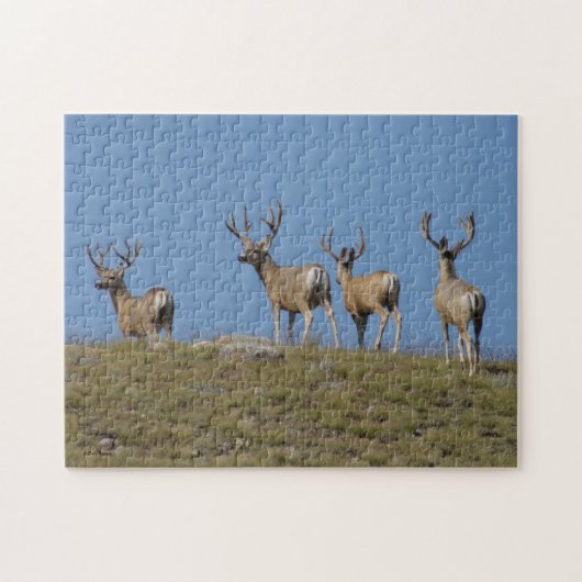 D9 Mule Deer Bucks Sky gelinkt Legpuzzel (Horizontaal)