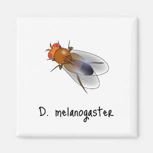D. aimant melanogaster