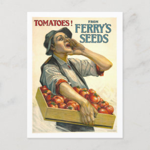 D.M. Ferry  Tomato Seed Advertentie Briefkaart