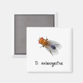 D. melanogaster magnet magneet (Voorkant / Achterkant)