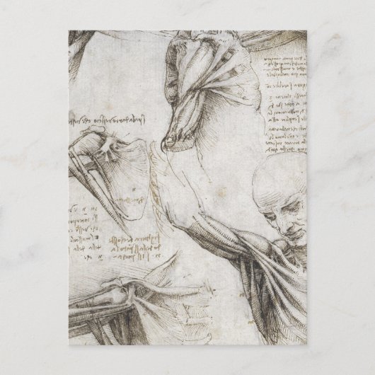 Da Vinci, Leonardo - Studie naar de anatomie Briefkaart (Voorkant)