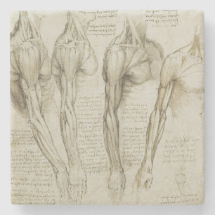 Da Vinci's menselijke wapenanatomie Stenen Onderzetter