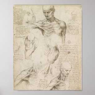 Da Vinci's oppervlakkige anatomie van de schouder  Poster